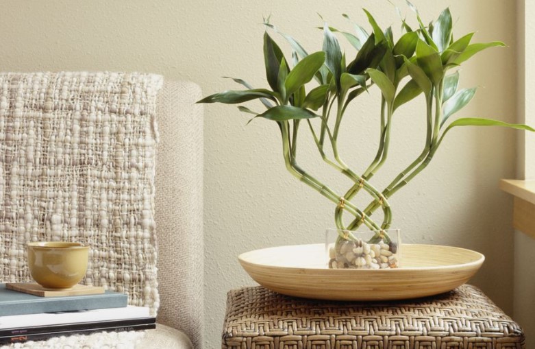 Lucky Bamboo - A Low Maintenance Houseplant