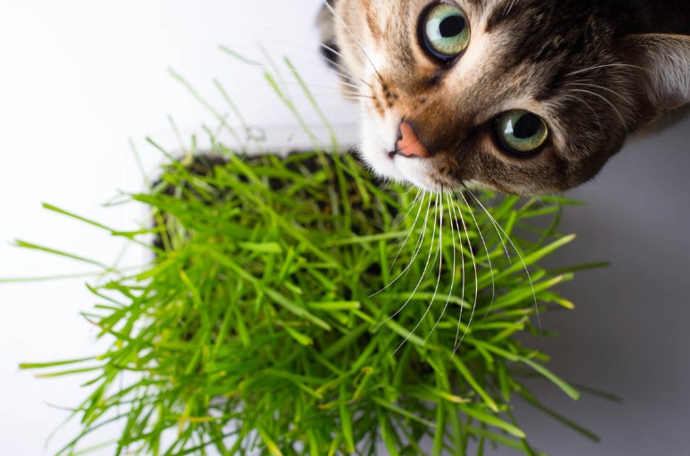 Types of Cat Grass