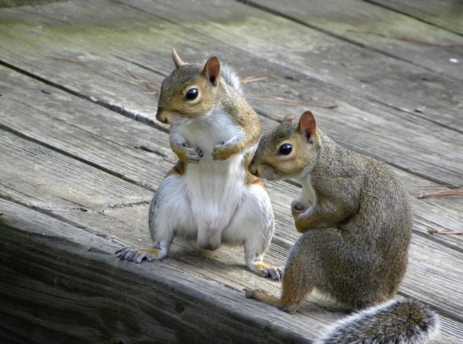 What kind of bedding does a squirrel need?