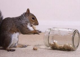 Squirrel Care - Getting a Pet Squirrel