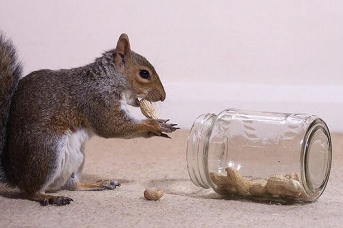 Squirrel Care - Getting a Pet Squirrel