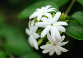Jasmine Flower Care