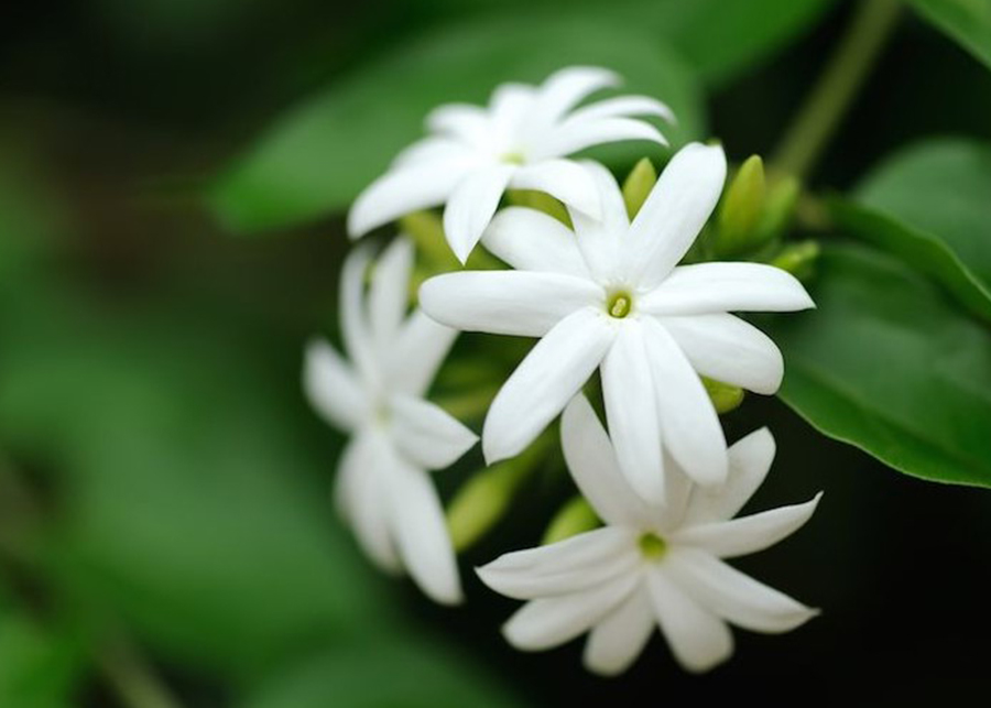 Jasmine Flower Care