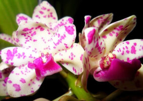 How to Make Orchids Bloom