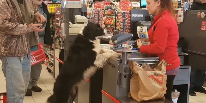 What do you pay attention to when buying a dog?