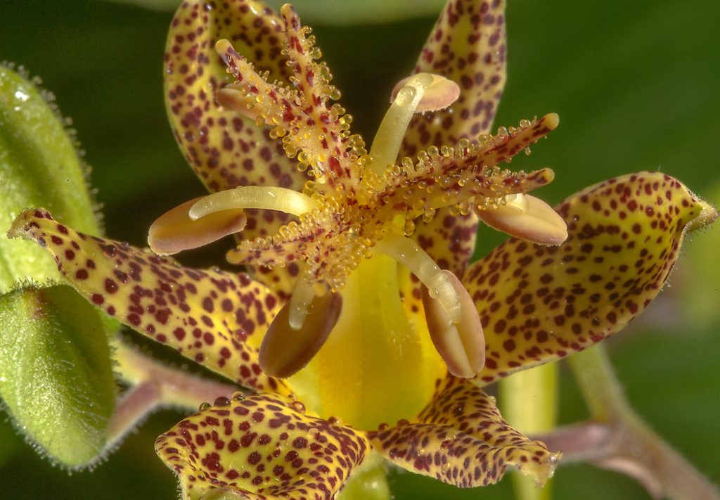 Blue Wonder Toad Lily