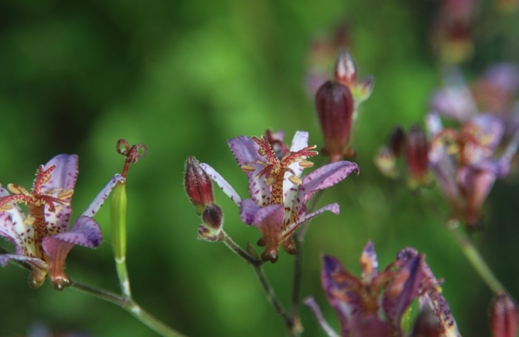 Blue Wonder Toad Lily