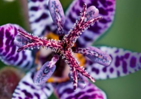 Blue Wonder Toad Lily