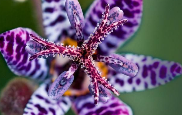 Blue Wonder Toad Lily